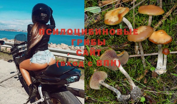 прущие грибы Козельск